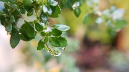 green leaves of tree