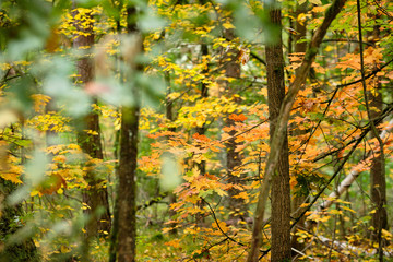 Beautiful bright autumn scenery in an idyllic birch forest in Germany in late summer in September with yellow and green leaves