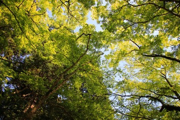 The branches of the tree are covered with green leaves that produce oxygen. It looks refreshing.