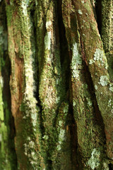 木の表面と苔(Wood surface and moss)
