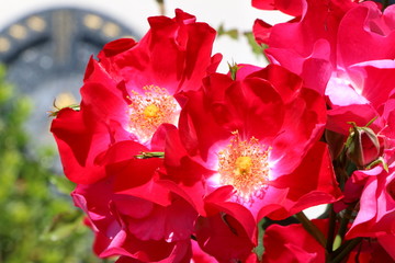 Insektenfreundliche Rosensorte mit ungefüllten Blüten, rote Rosen, im leicht unscharfen Hintergrund ein dekoratives Tor
