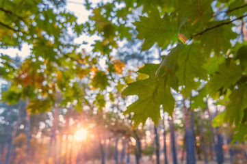 Sunset in the autumn park. Colorful scene with oak leaves and sun flare.