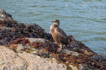 A Cormorant on seaweed covered rocks