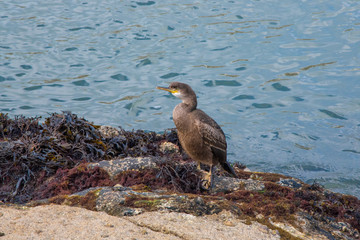 A Cormorant perched on rocks at Mevagissey, Cornwall