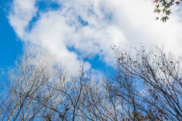 Beautiful bare tree with blue sky.