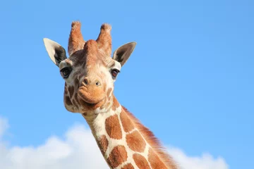 Deurstickers Portrait of giraffe © Dileep Kaluaratchie