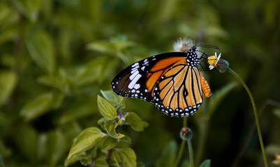 Butterfly sitting on a flower
