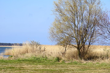 Wustrow, Bodden