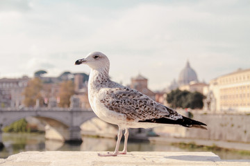Seagull in warm sunny day on the bridge