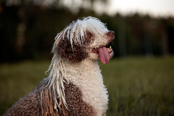 spanish water dog with funny grooming posing outdoors