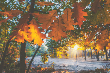 Warm autumn scene with golden oak leaves illuminated by sun.