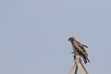 Short Toed Fish Eagle is a rare sight but not impossible in Sindh province of Pakistan. 
