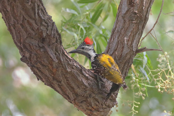Black Rumped Flameback Woodpecher seen near the Halaiji Lake in Pakistan