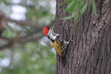 Black Rumped Flameback Woodpecher seen near the Halaiji Lake in Pakistan 