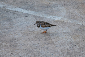 A Ruddy Turnstone in Mevagissey, Cornwall