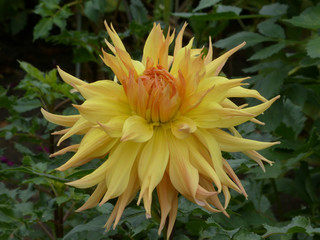 yellow and orange dahlia flower