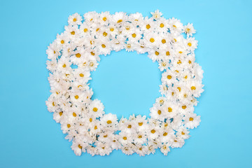 Chamomile chrysanthemums in the shape of a circle on a blue background.