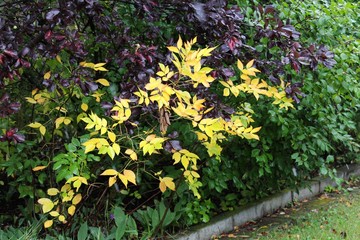 contrasting fall foliage yellow purple green