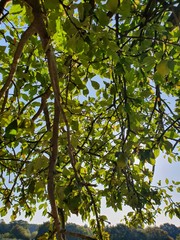 green leaves of tree