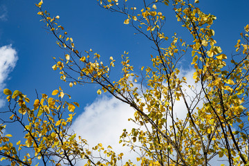 Branches of trees on blue sky background