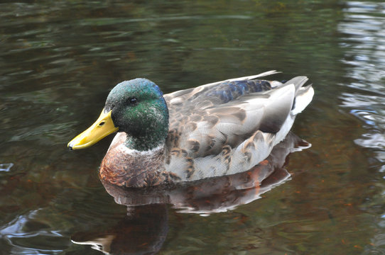 Mallard 