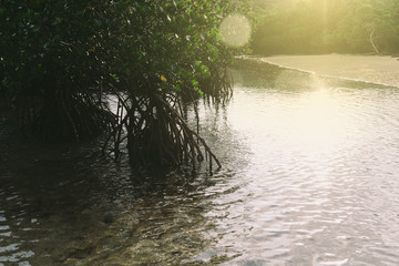MANGROVE