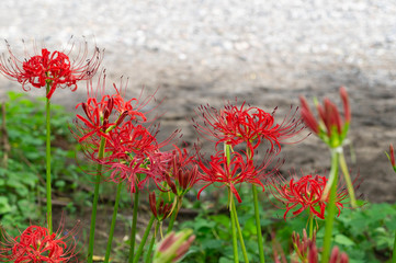 巾着田の彼岸花、埼玉県、日本