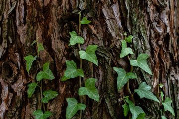 Green ivy leaves on a tree's trunk.