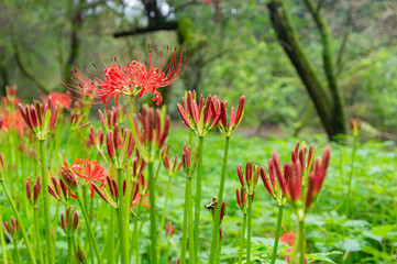 巾着田の彼岸花、埼玉県、日本