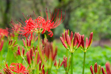 巾着田の彼岸花、埼玉県、日本