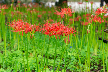 巾着田の彼岸花、埼玉県、日本