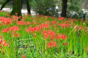 巾着田の彼岸花、埼玉県、日本