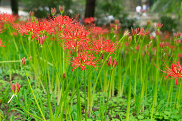 巾着田の彼岸花、埼玉県、日本