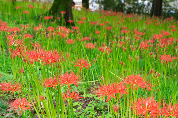 巾着田の彼岸花、埼玉県、日本