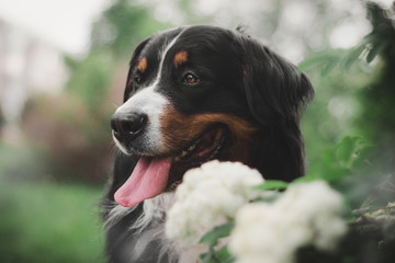  Bernese Mountain Dog