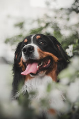  Bernese Mountain Dog