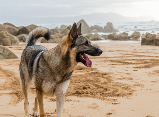 Fototapeta na wymiar a dog enjoying on Barrika beach in Biscay