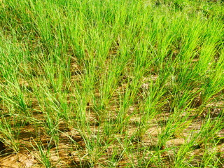 green grass in the field, organic rice farm