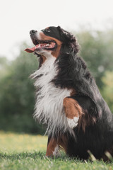 Fototapeta premium Bernese Mountain Dog