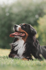  Bernese Mountain Dog