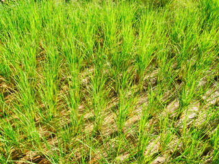green grass in the field, organic rice farm