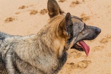 a dog enjoying on Barrika beach in Biscay
