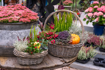 Autumn wicker basket with autumn flowers, pumpkins and berries. Harvest holidays, Thanksgiving Day, Halloween. Colorful decoration of home