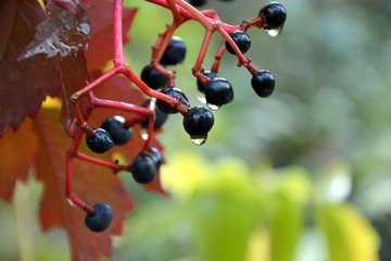 Branch with wild grape berries with water drops in the autumn garden closeup