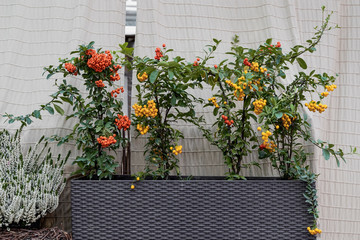 Colorful varieties of growing pyracantha, picturesque background. Harvest holidays, Thanksgiving Day, Halloween concept