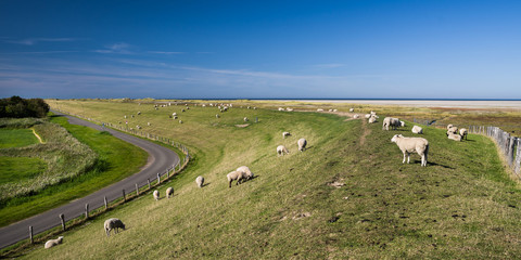Panorama Nordsee Deich und Lamm