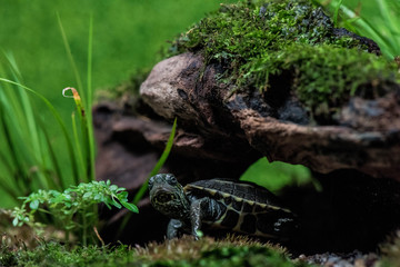 turtle