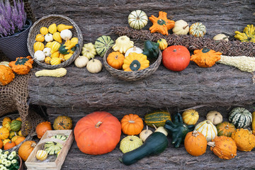 Autumn bright still life with mixed pumpkins and pattypan squash on rustic wooden background. Thanksgiving and Halloween concept, autumn colorful card
