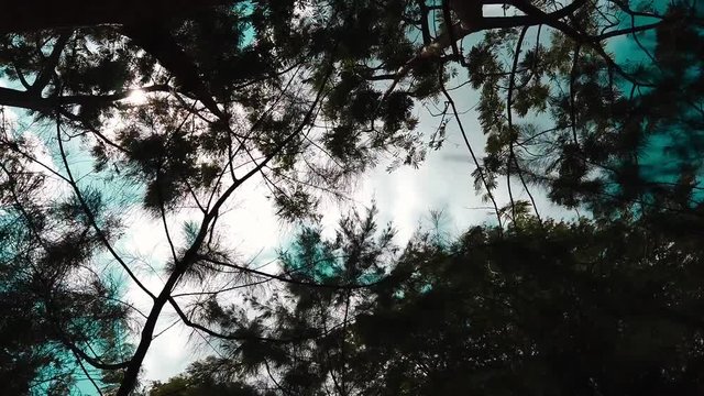 Pine Trees 