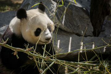 Oso panda hembra comiendo bambú en el zoo de Madrid